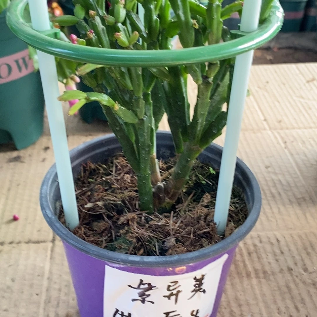 无花朵进口原生桩紫色异类福利