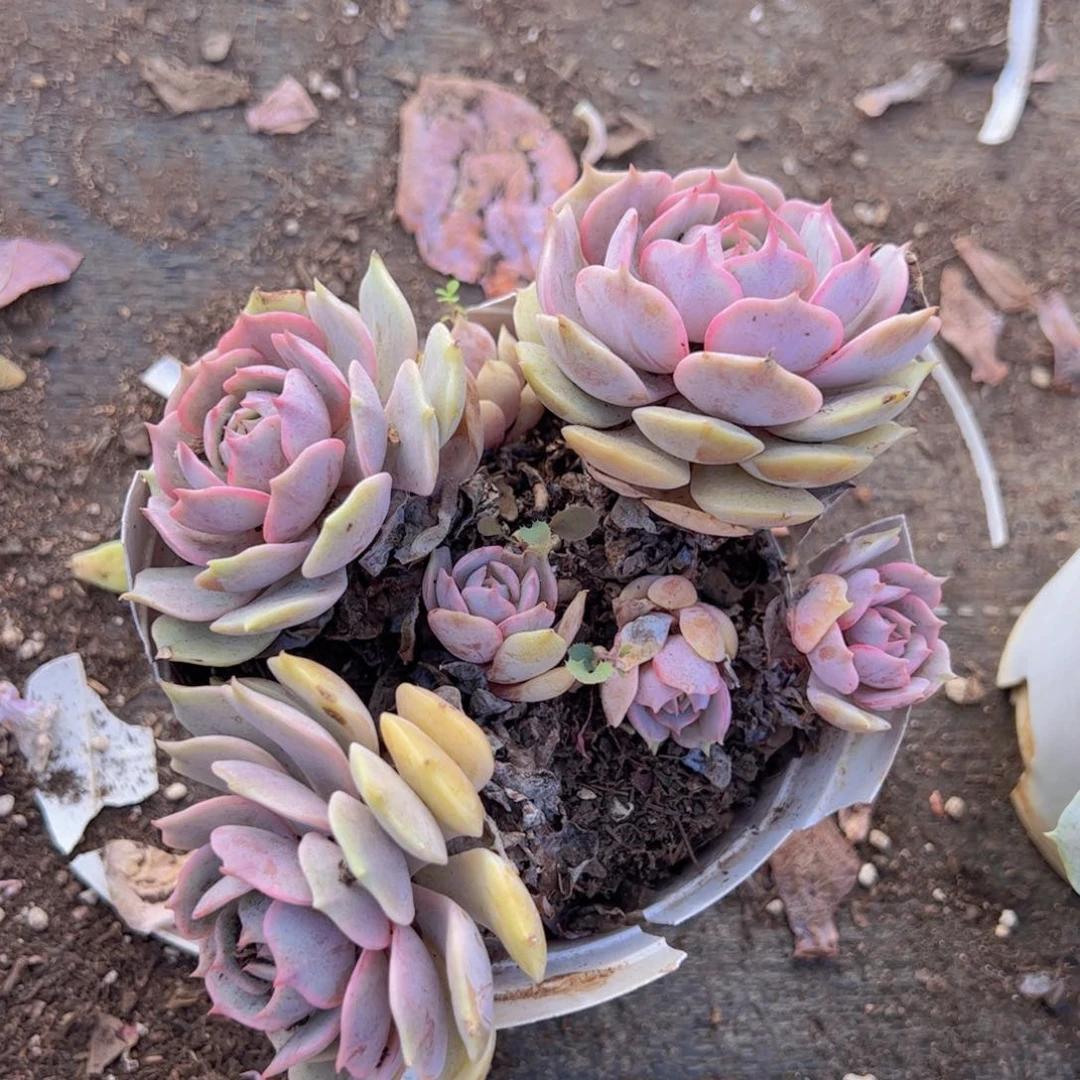 粉蝶三头起发，160杯