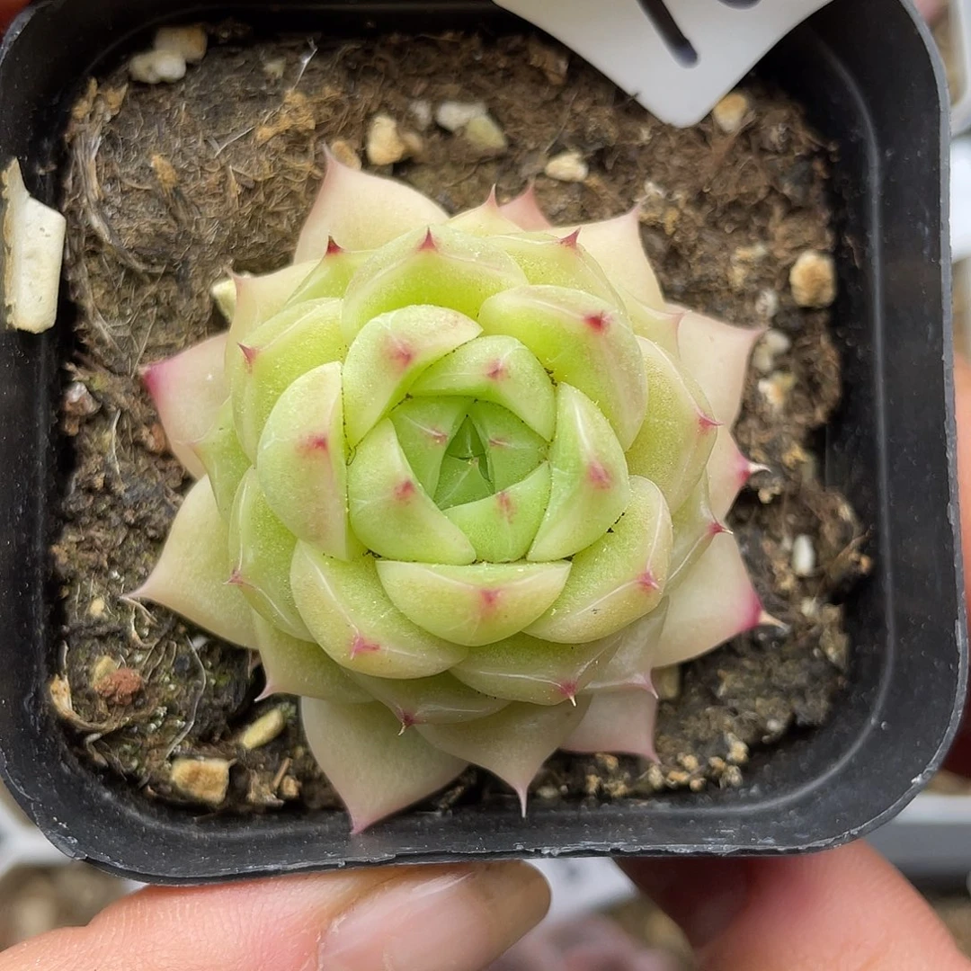 168 3.3一物一拍精品美肉