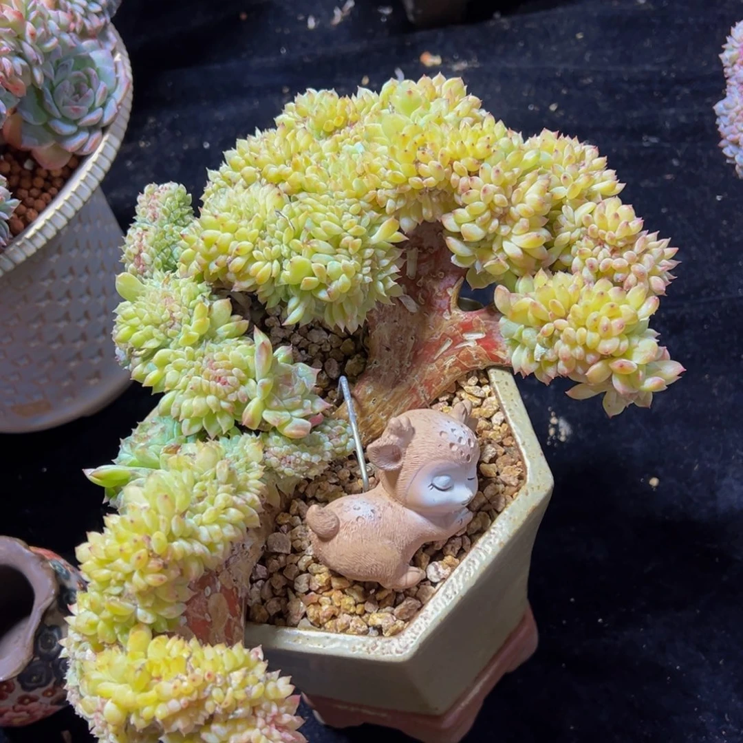 黄水晶冰魄缀天天开心