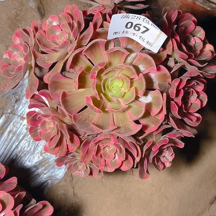 067爱神多肉植物保护