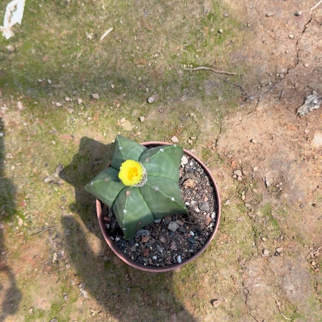 我***座可口可乐了可口可乐了