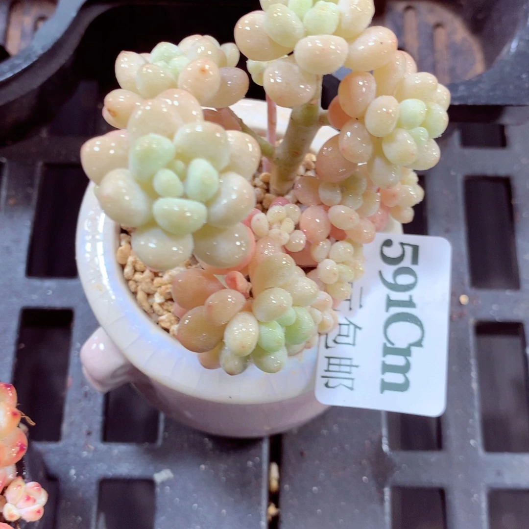5厘米盆精控多肉591