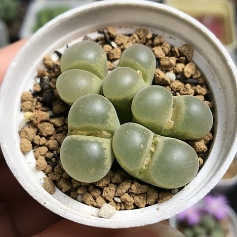 多肉肉锥 5头绿风铃