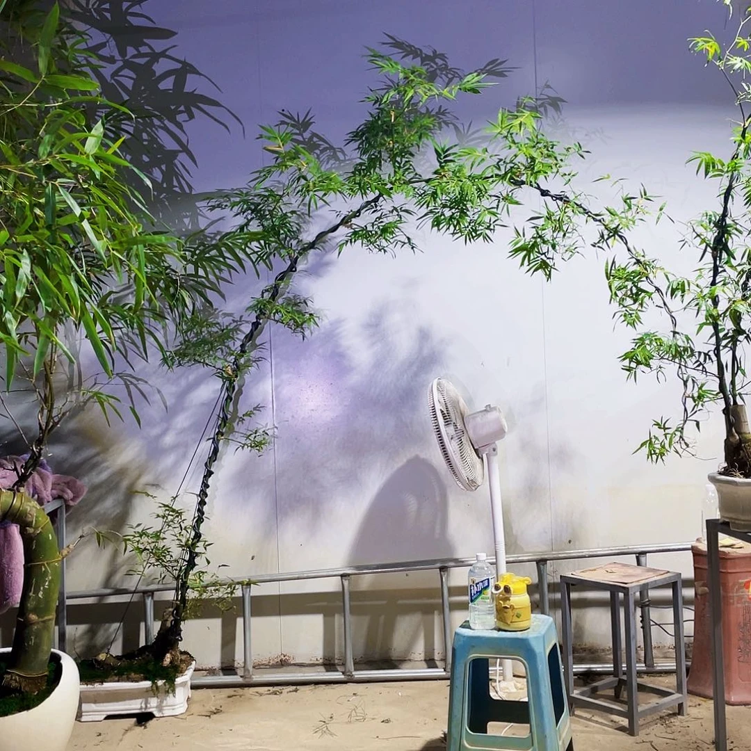 葛***呈无花朵小叶簕竹熟桩陶瓷盆一物一拍