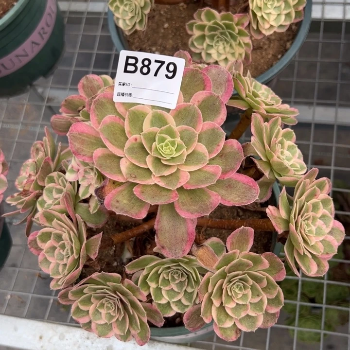 879孔雀翎22厘米左右