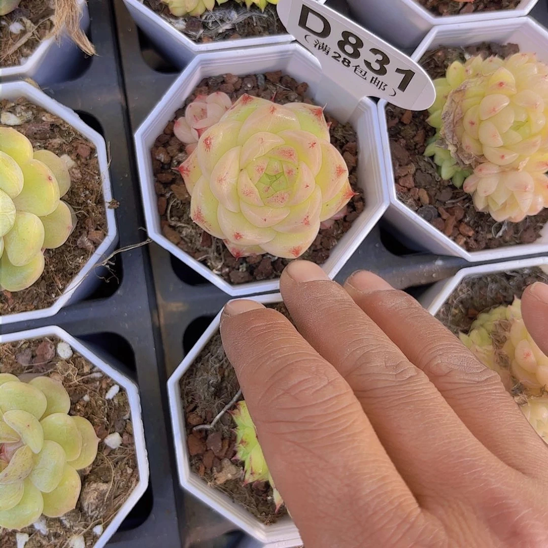 D832麦秆一物一拍