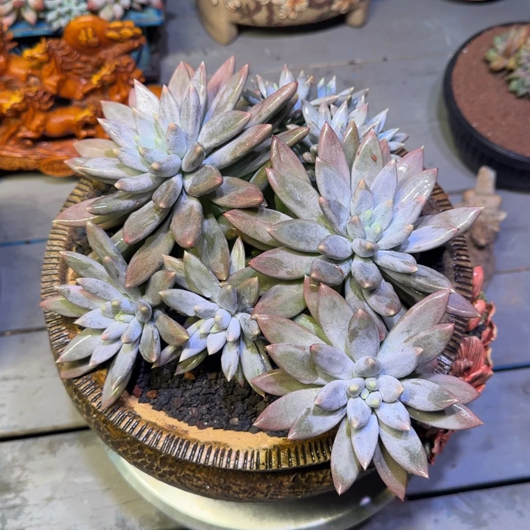 哥特群生多肉植物一物一拍