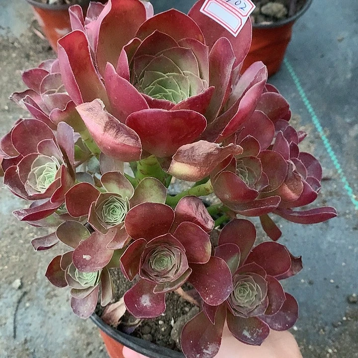 702魅金玫瑰多肉植物