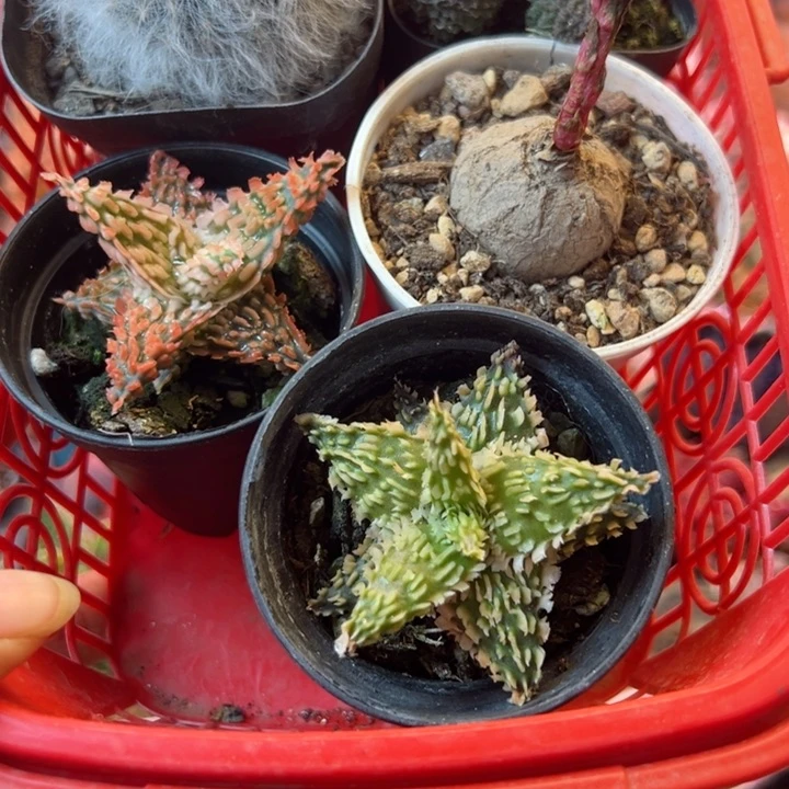 黑***妮可以吗你说你不知道吗