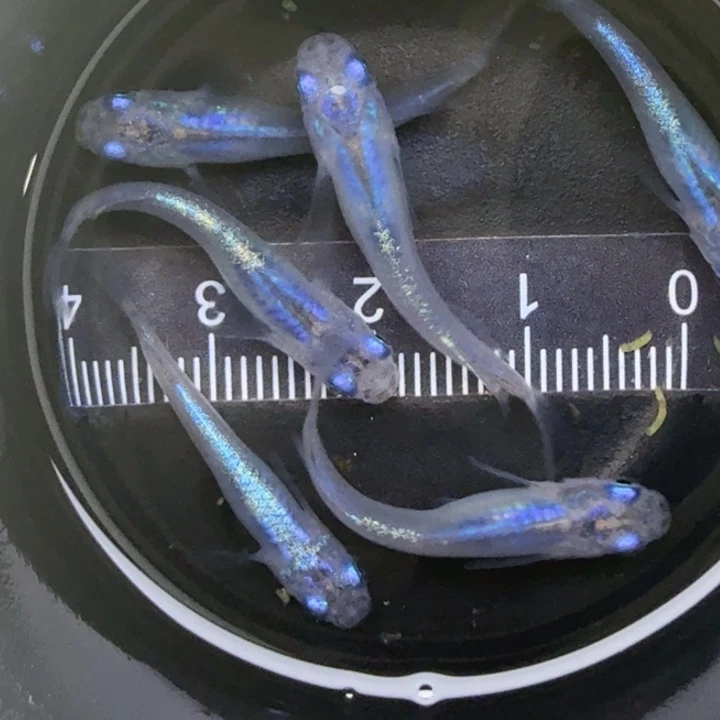 青鳉鱼水滴46号青鳉