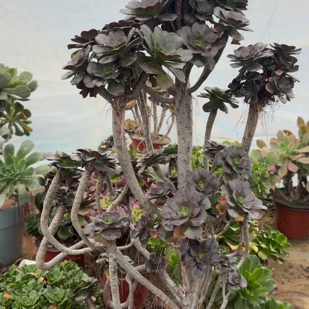 炫彩圆叶有砍朵朵孤品包邮断枝不包