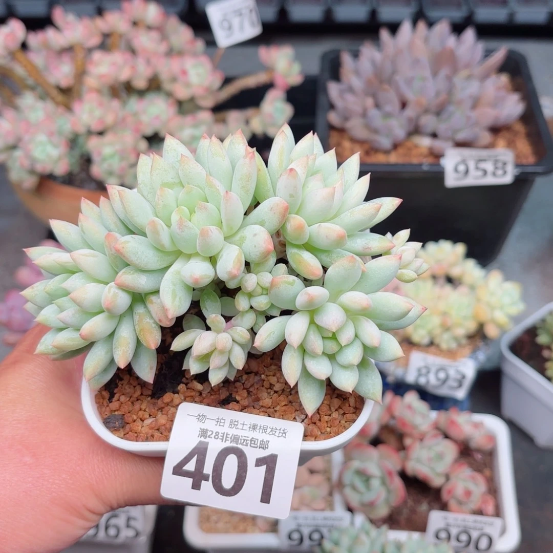 明珠多肉无盆土发货