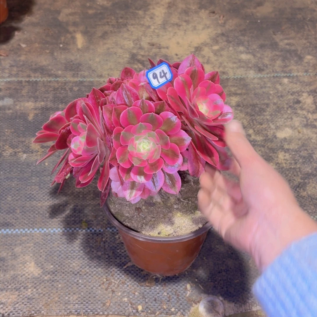 天***熙粉女巫丛林朵74法师多肉