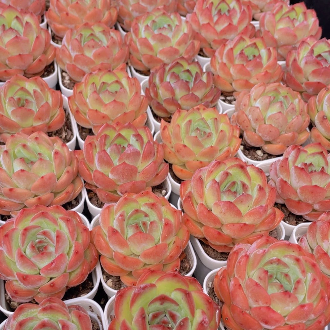 量拍8号 草莓杏仁单头一个