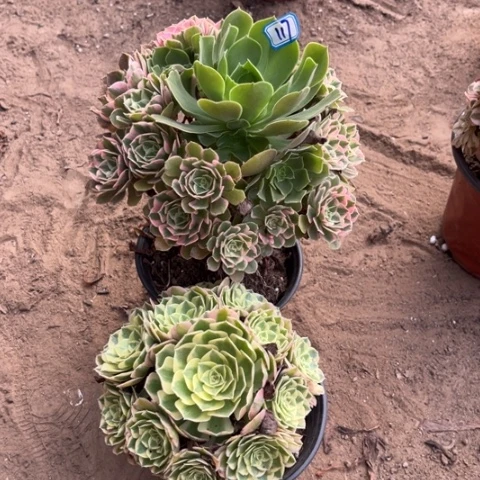 117多肉植物组合，