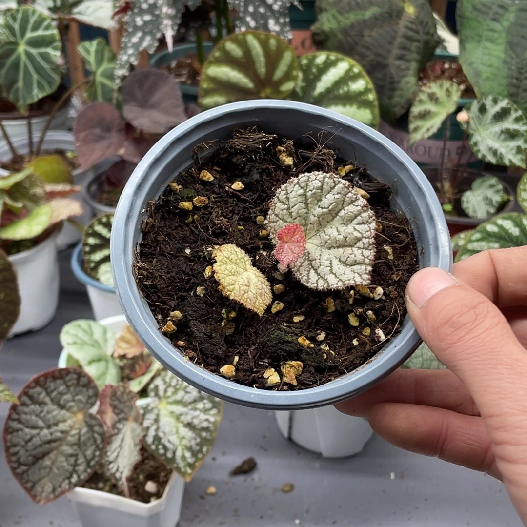 完全开放小叶型白恶魔