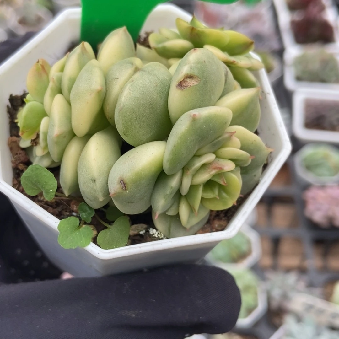 997蜡牡丹锦多肉植物