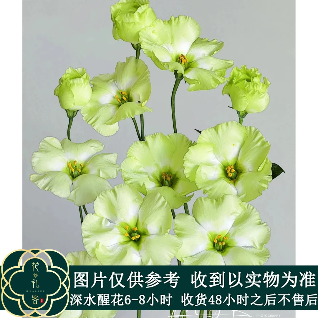云花巷【单瓣翠绿-洋桔梗 】鲜花优选  高品质鲜花