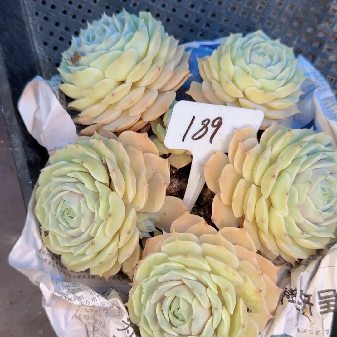多肉植物的生长发育和生长