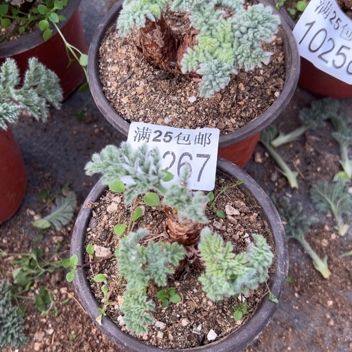 羽叶洋葵267，一物一拍