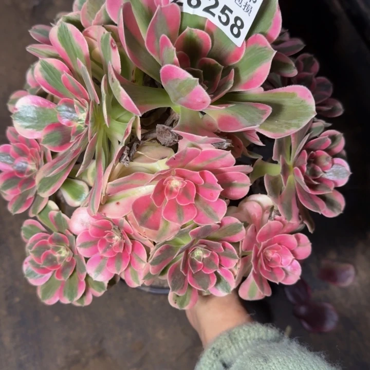 25258女郎不包断枝