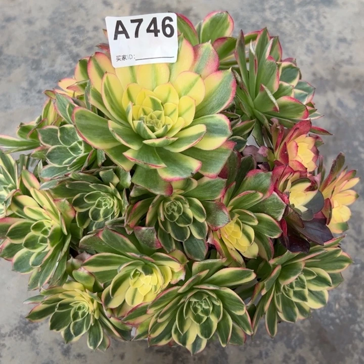 746海鲜23厘米左右