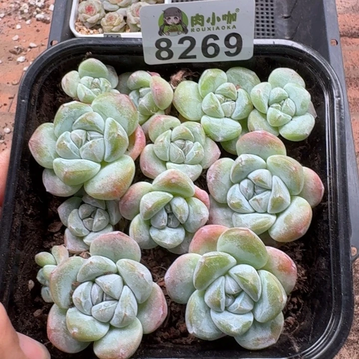 多肉植物多肉植物