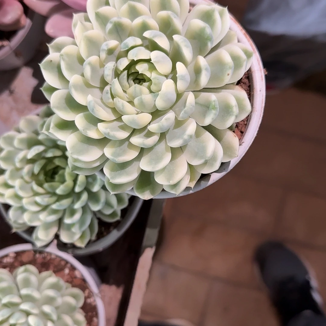 寄养在他身边是最