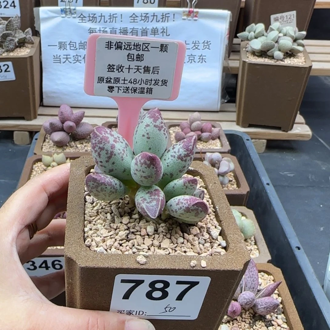 787艾薇多肉植物