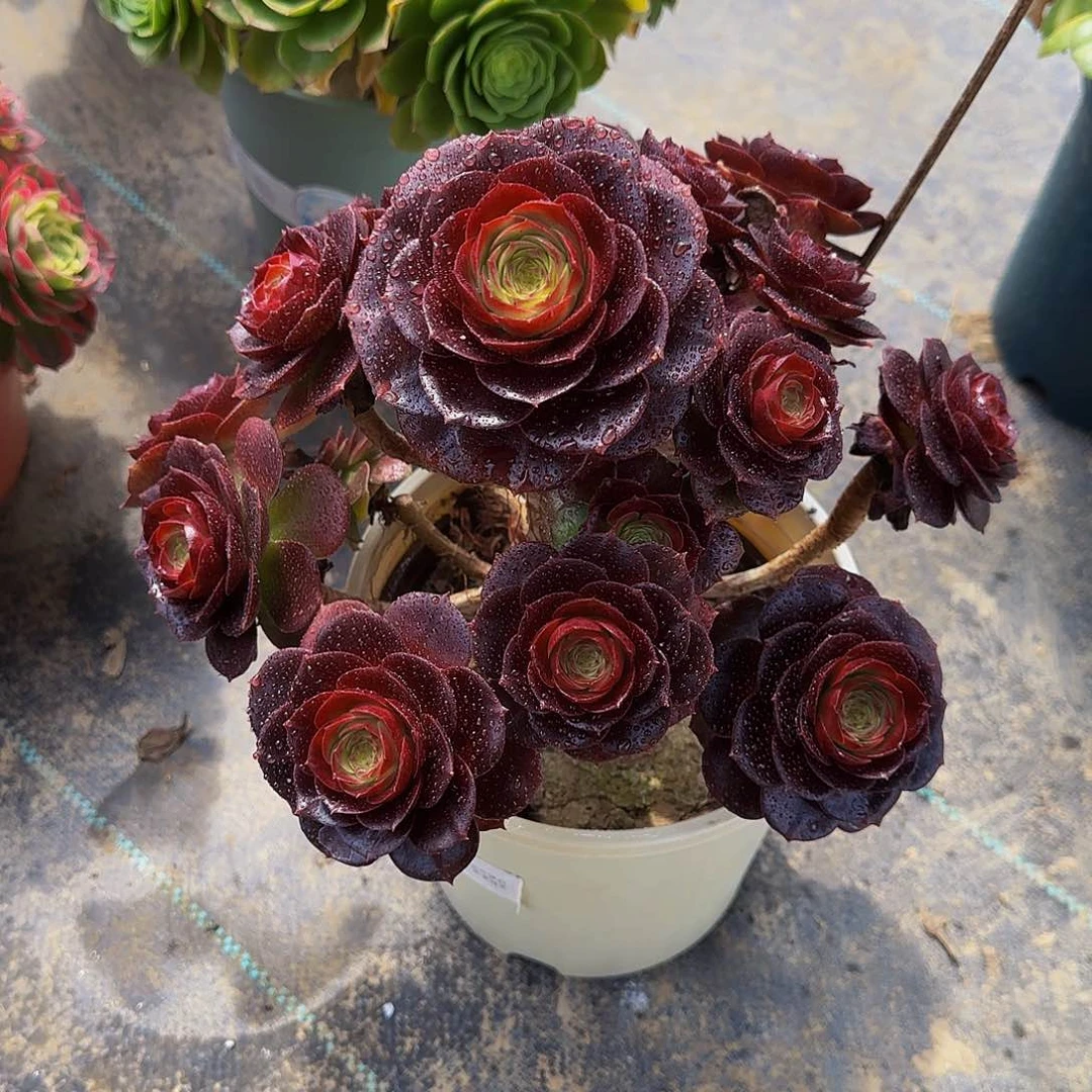 多肉植物赤焰连老庄