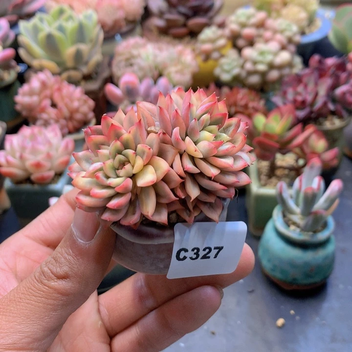 一物一拍满38包邮C327