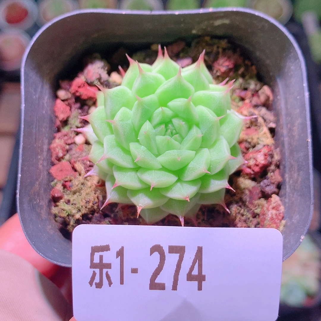 乐然1-274 海王单头
