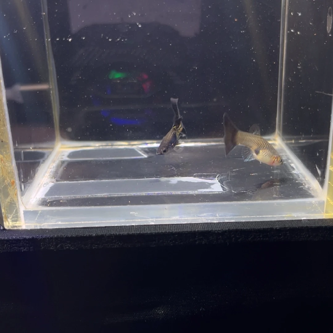 孔雀鱼黑傅孔雀鱼16