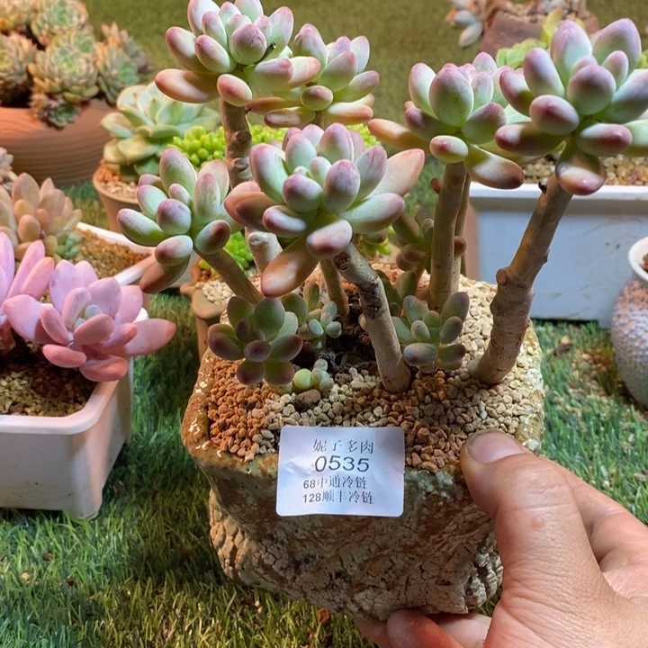 0535啊啊啊啊啊啊啊啊啊啊
