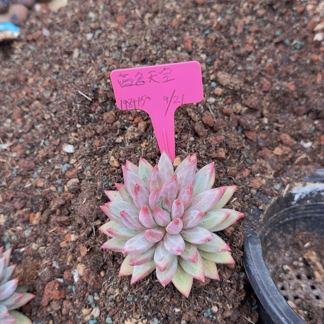 蓝***空蓝色天空姐姐多肉植物