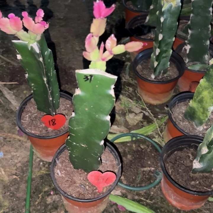 易***姐当前无花栽培后可以开花037  697