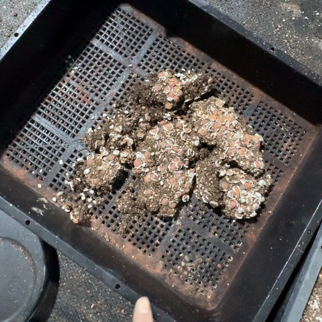 368。和田玉脱土发货