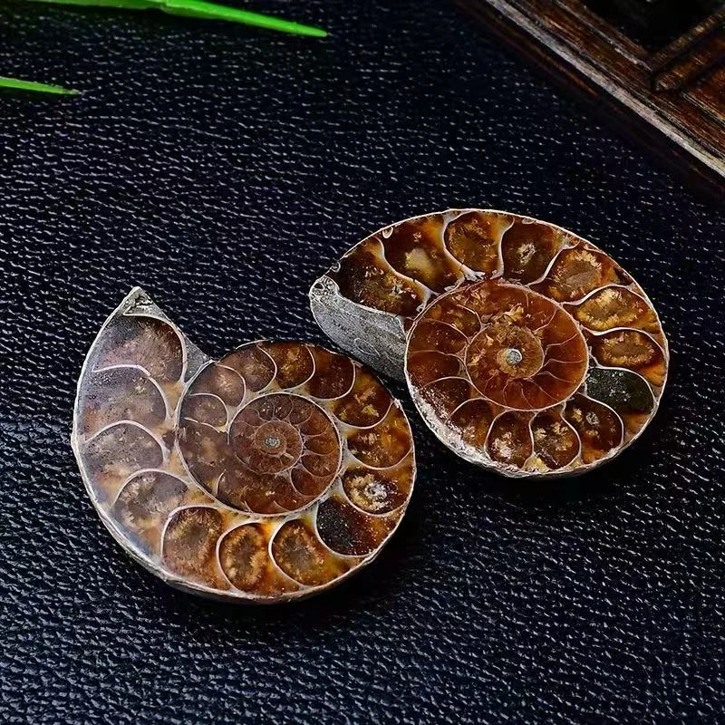 古海洋奇特海螺化石把玩精美