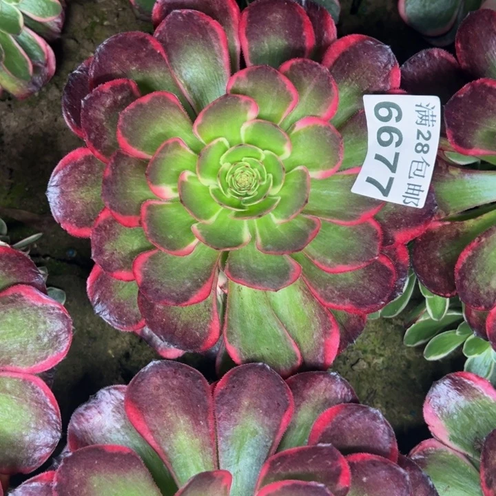 6677南粉花妖多肉植物