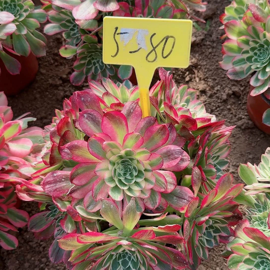 5-80--+多头多肉植物海王