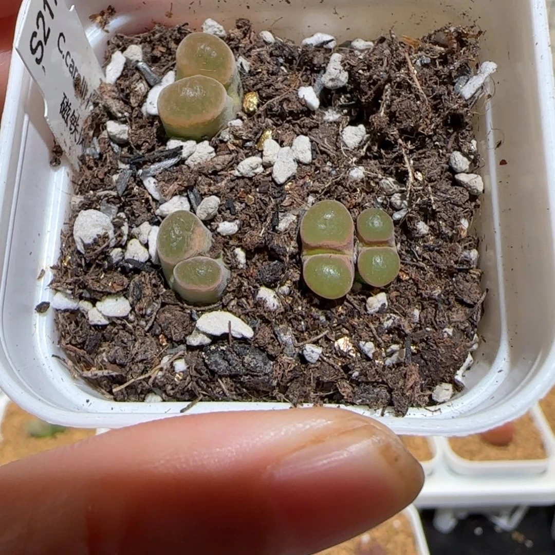 肉锥多肉植物组合-磁铁一盆636