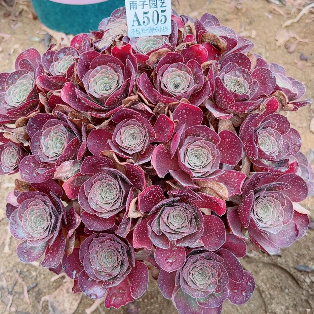 505魅金玫瑰35左右