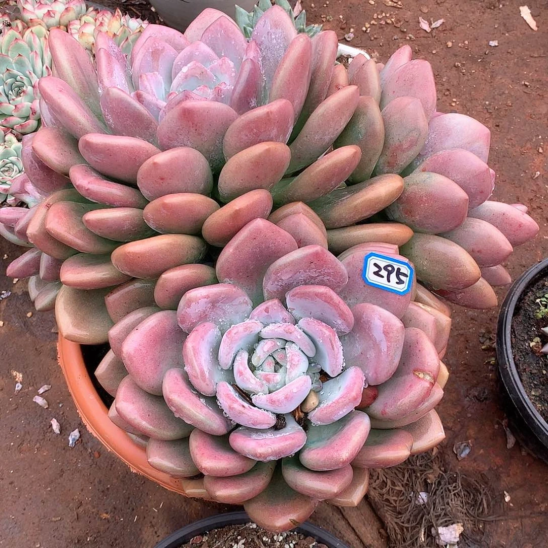 295奥普 一物一拍多肉