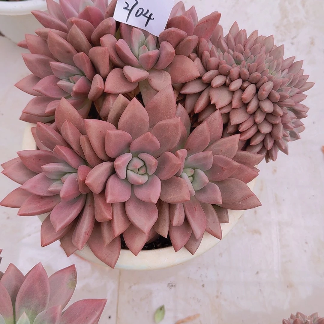 Y***n2704情人节多肉植物