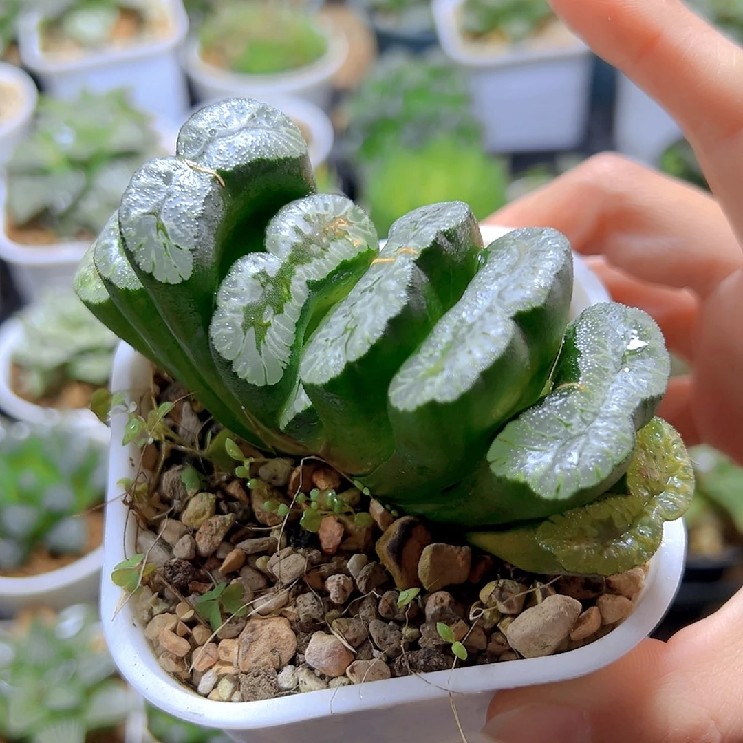 敦盛玉扇多肉多肉多肉