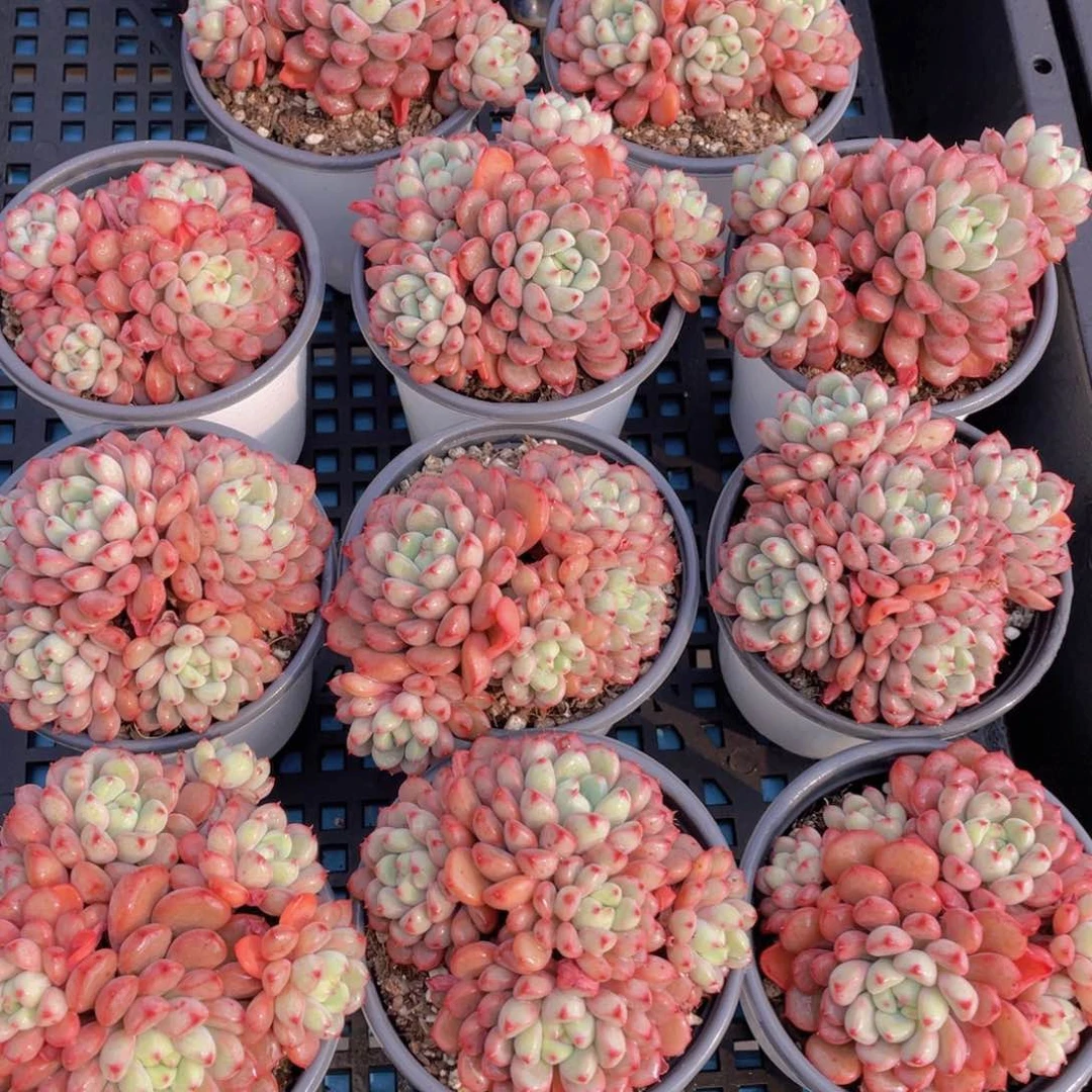 量拍18号雪桃母本大群生四头起一个