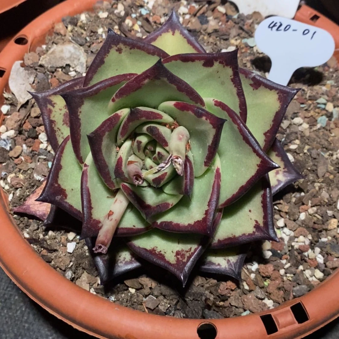 【闪购商品】水*420-01