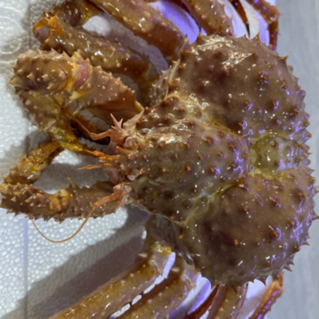 金帝王蟹帝王蟹688一只