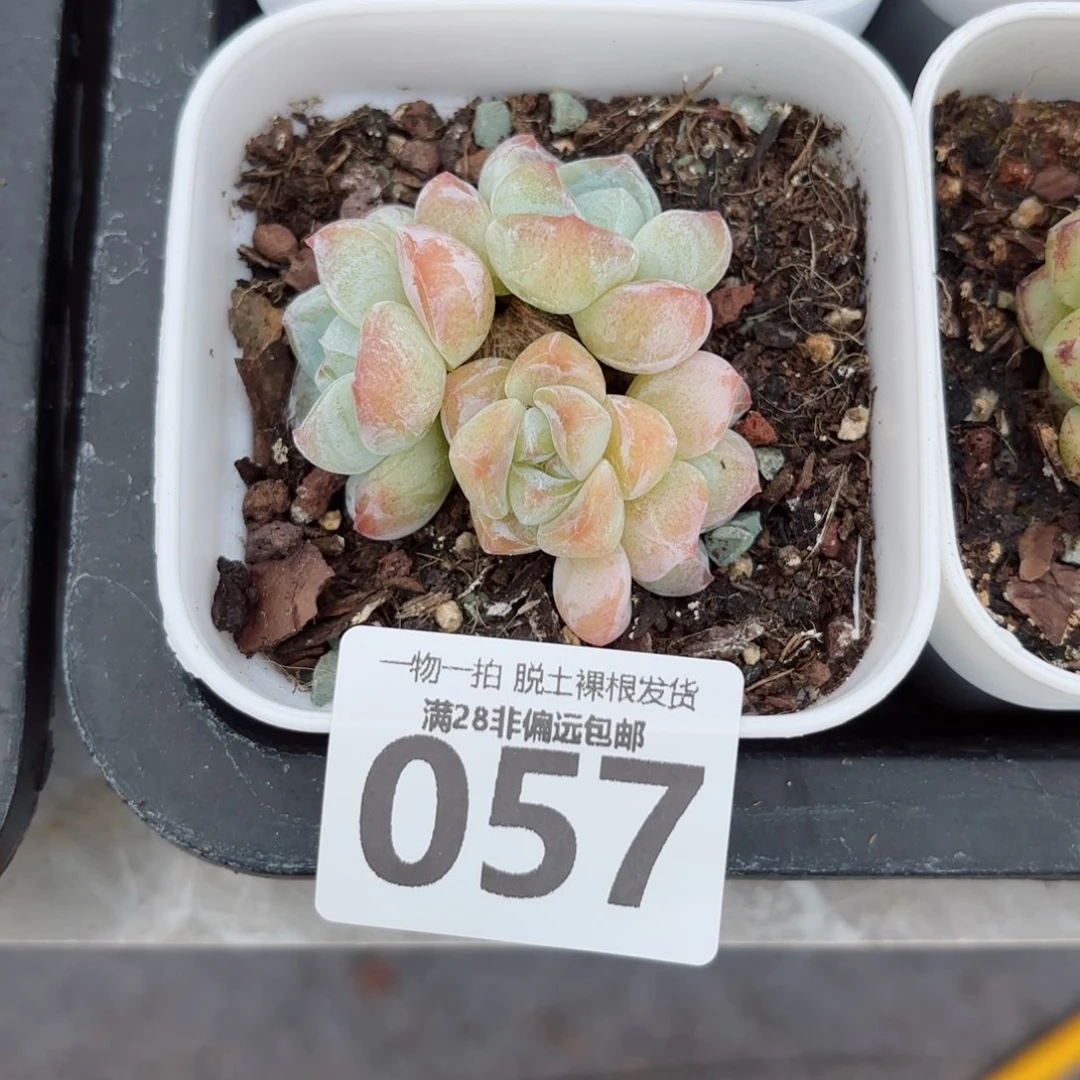 冰玉老桩无盆土发货